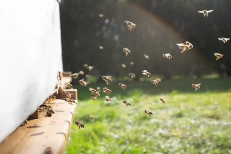 best way to get rid of bees while camping