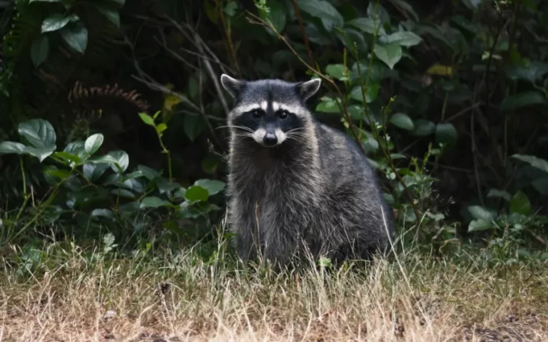 how might campers protect their food from raccoons