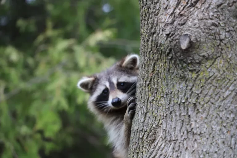 when camping outdoors do raccoons attack tents