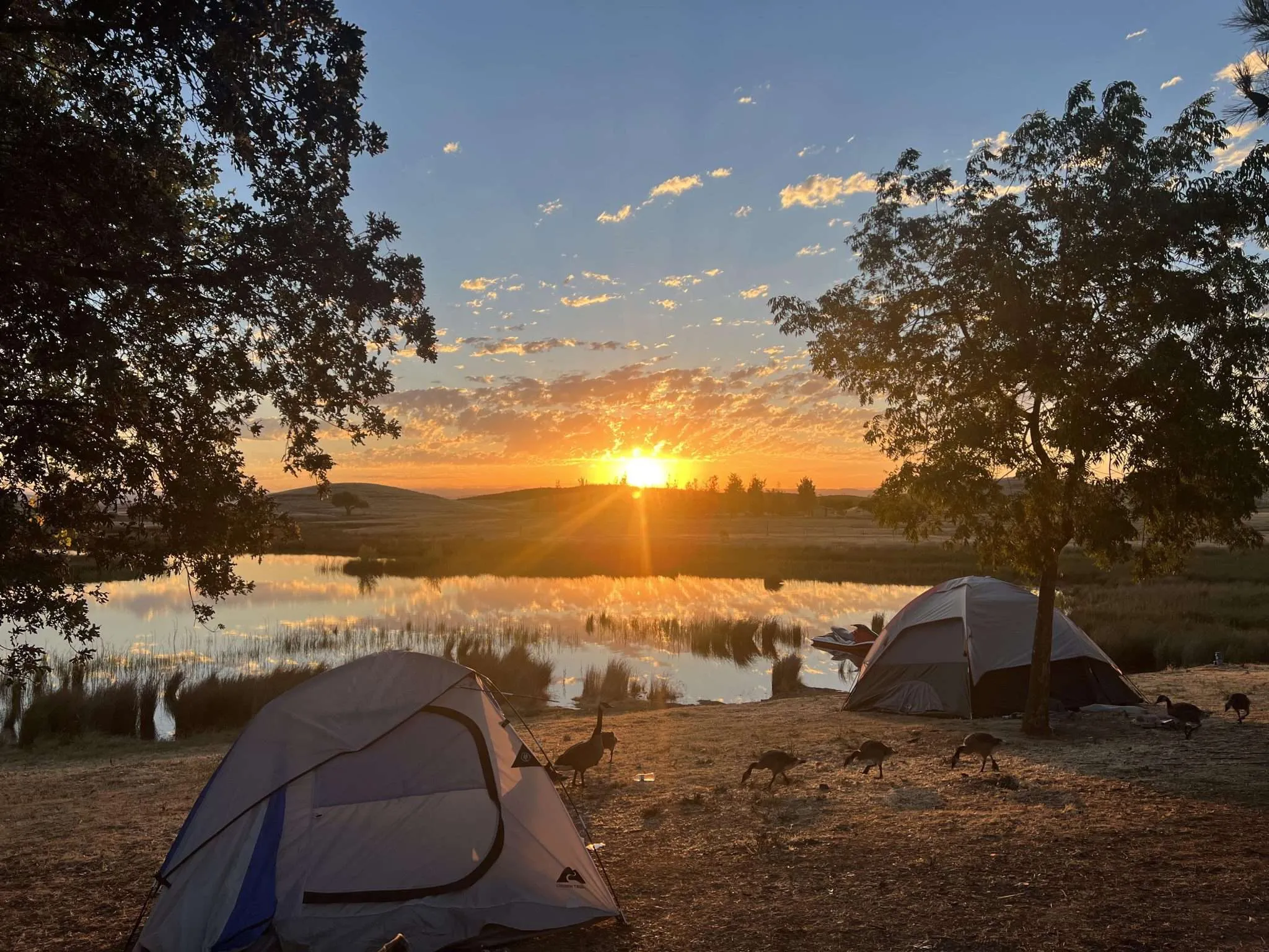 Modesto Reservoir Camping: Unwind In Nature's Haven 2024 | Agile Camping